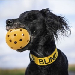 Μπάλα για σκύλους με προβλήματα όρασης